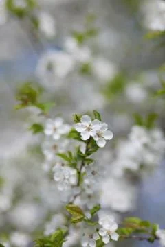 Apple Blossom Stock Photos