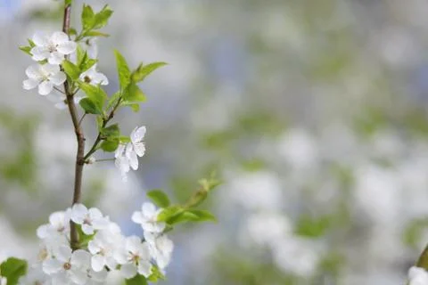 Apple Blossom Stock Photos
