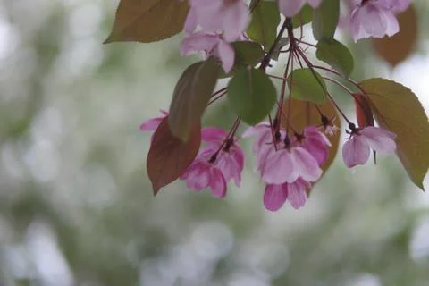 Apple blossom Stock Photos