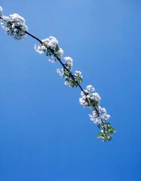 APPLE BLOSSOM Stock Photos