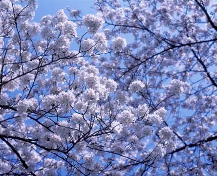 APPLE BLOSSOM Stock Photos