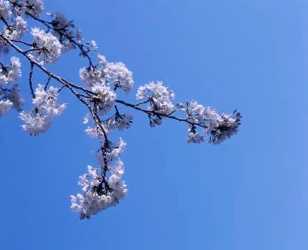 APPLE BLOSSOM Stock Photos