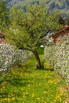 Apple blossom Stock Photos