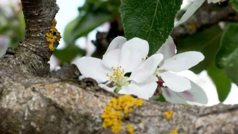 An Apple Blossom Stock Photos