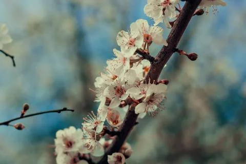 Apple blossom Stock Photos