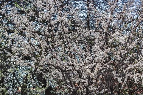 Apple blossom Foto stock