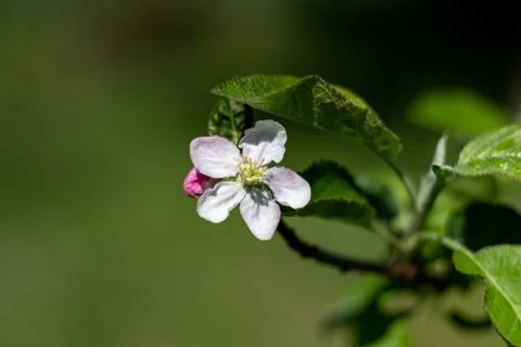 Apple blossom Stock Photos