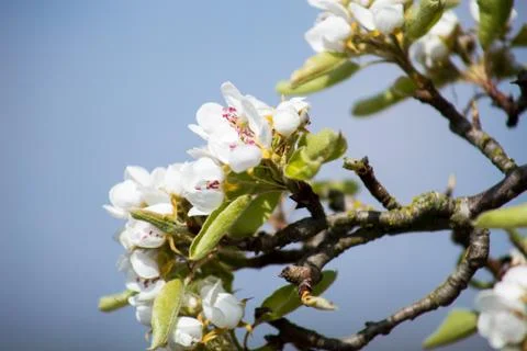 Apple Blossom Stock Photos