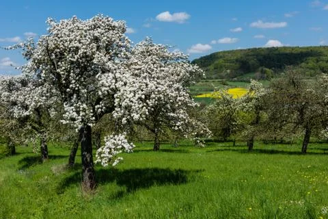Apple blossom Stock Photos