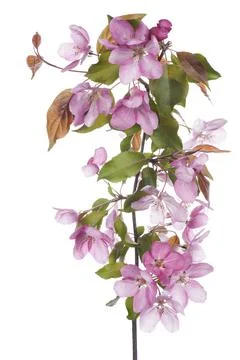 Apple blossom Stock Photos