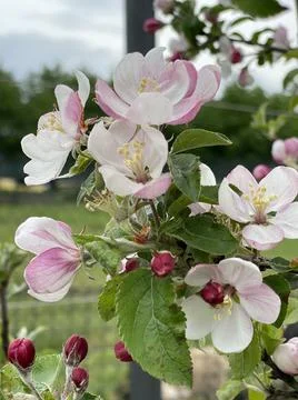 Apple blossom Foto stock