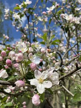 Apple blossom Foto stock