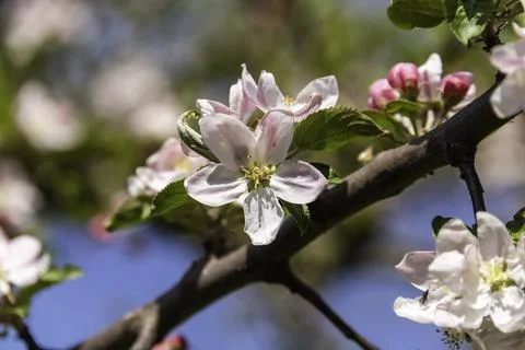 Apple Blossom Stock Photos