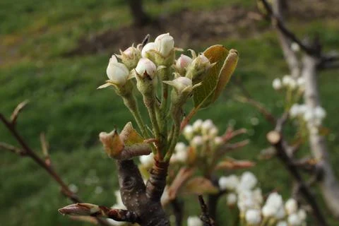 Apple blossom Stock Photos