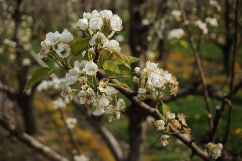 Apple blossom Stock Photos