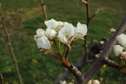 Apple blossom Stock Photos