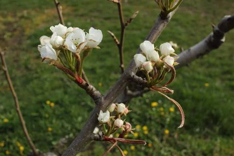 Apple blossom Stock Photos
