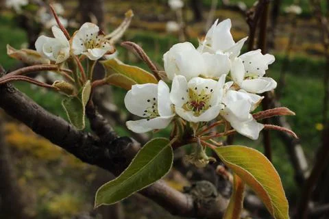 Apple blossom Stock Photos