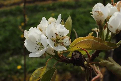 Apple blossom Stock Photos