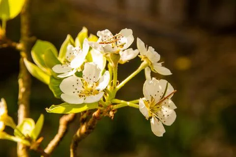 Apple Blossom Stock Photos