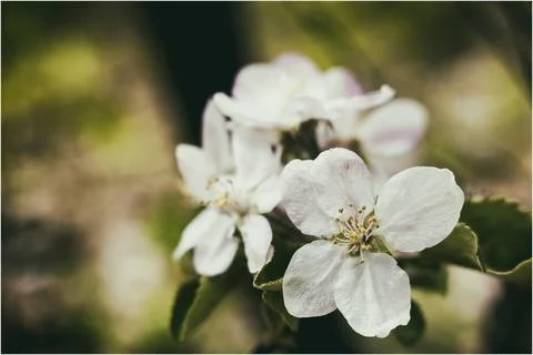 Apple blossom Stock-Fotos