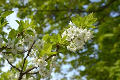 Apple blossom Foto stock