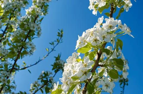 Apple Blossom Stock Photos