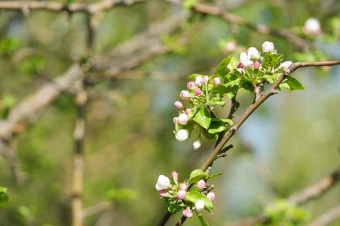 Apple blossom Stockfoto's