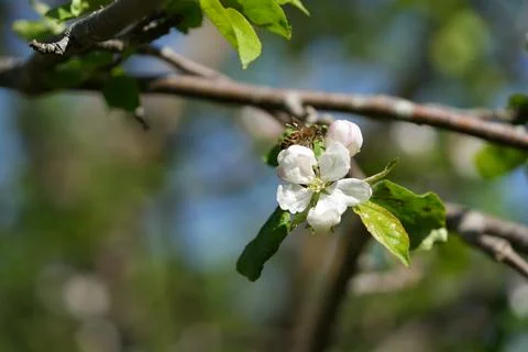 Apple blossom Фото