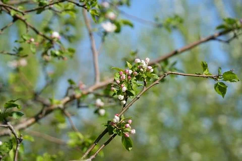 Apple blossom 스톡 사진