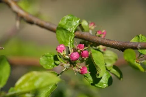 Apple blossom 스톡 사진