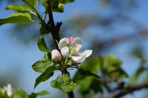 Apple blossom Fotos de archivo