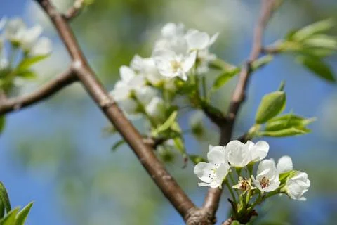 Apple blossom 写真素材