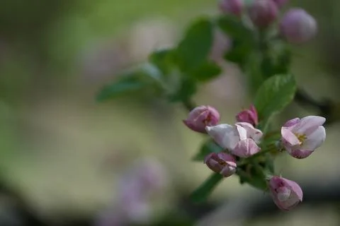 Apple blossom 写真素材