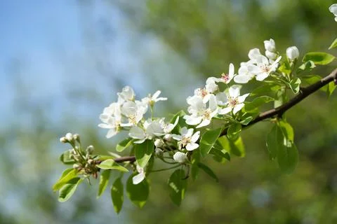Apple blossom Fotos Stock
