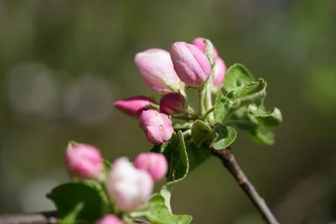 Apple blossom Fotos Stock