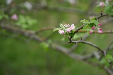 Apple blossom Stock-Fotos