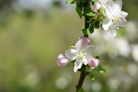 Apple blossom 写真素材