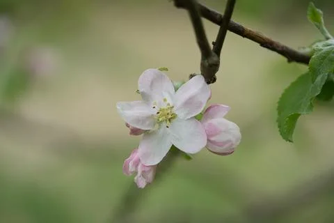 Apple blossom 库存照片