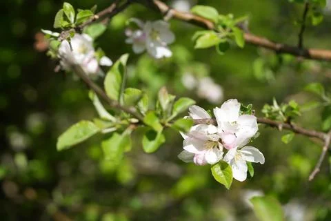 Apple blossom 库存照片