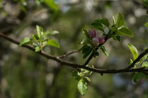 Apple blossom 스톡 사진