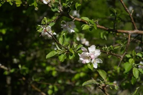 Apple blossom Fotos Stock