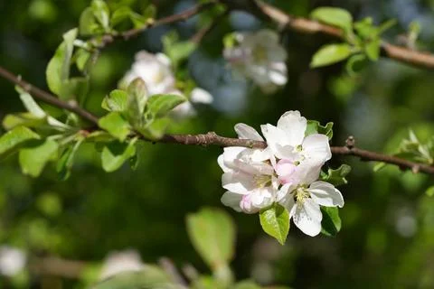 Apple blossom Fotos de archivo