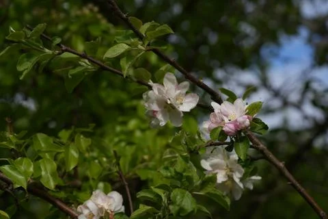 Apple blossom Stockfoto's