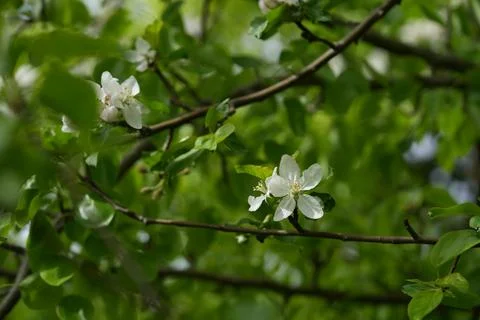 Apple blossom Fotos Stock