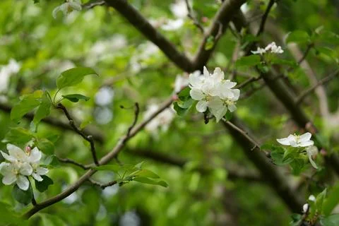 Apple blossom Fotos Stock