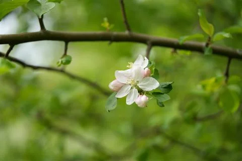 Apple blossom 스톡 사진