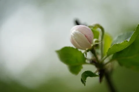 Apple blossom 写真素材