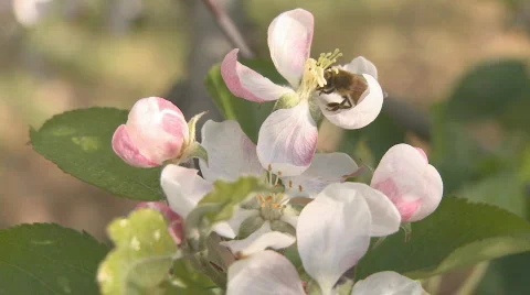 Apple blossom pollinated by a bee  Stock Footage 529937