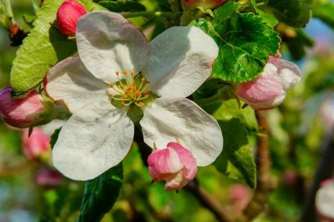 Apple blossom, resh spring backgrund on a sunny day. Stock Photos